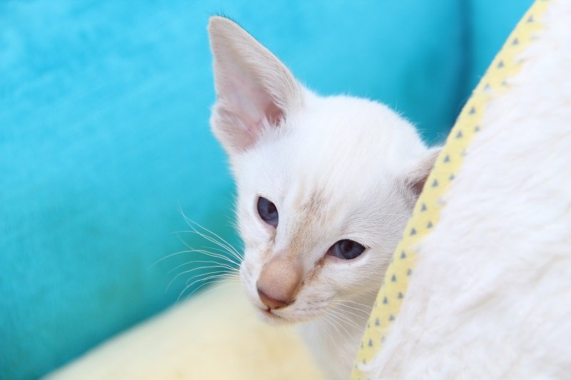 AimeeZoe Siamese cat breeders